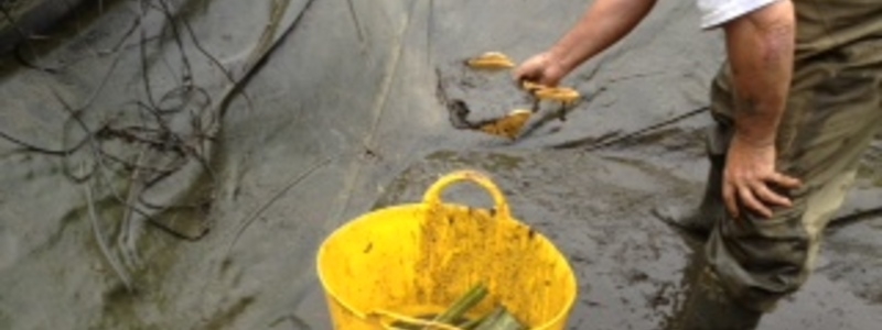 Pond cleaning company in Essex Pond cleaning company in Essex