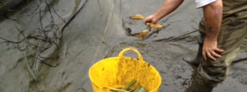 Pond cleaning company in Essex