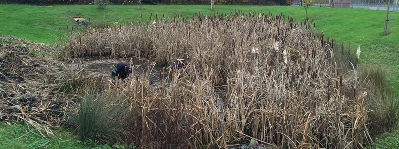 Reedbed removal, Hertfordshire