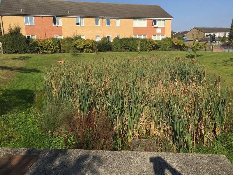 Reedbed removal, Hertfordshire