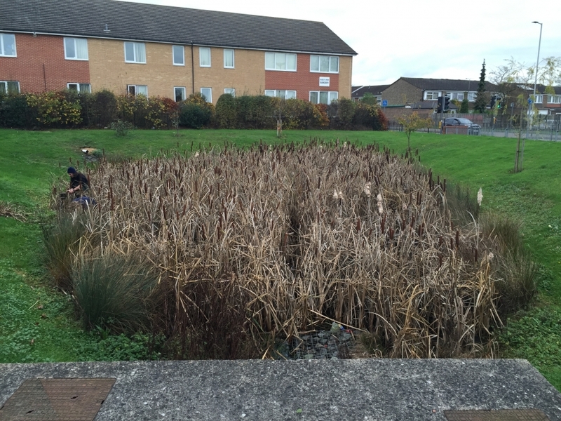 Reedbed removal, Hertfordshire