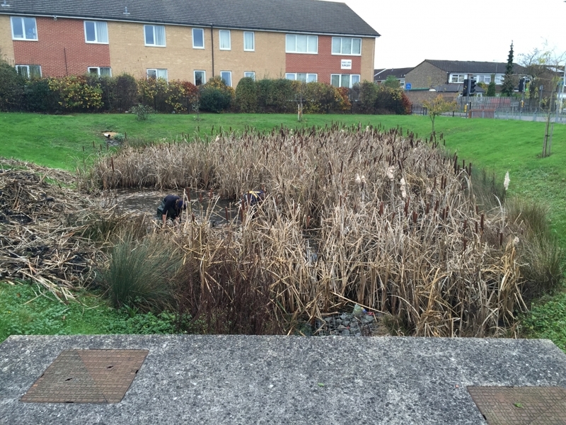 Reedbed removal, Hertfordshire