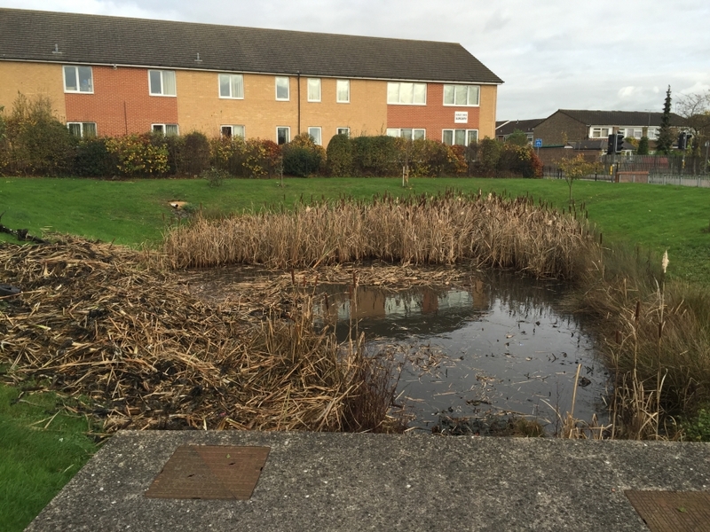 Reedbed removal, Hertfordshire