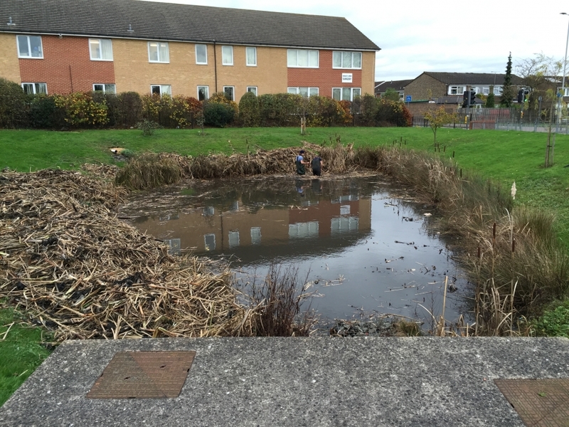 Reedbed removal, Hertfordshire