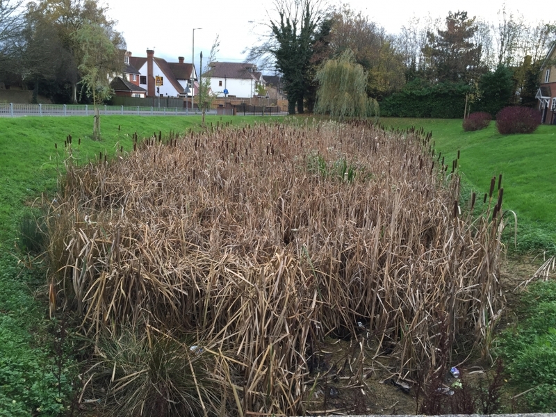 Reedbed removal, Hertfordshire