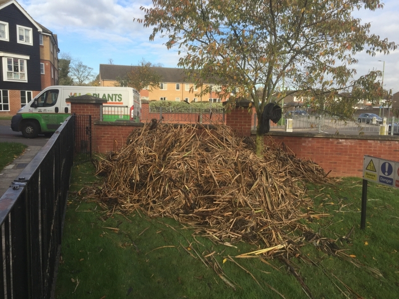 Reedbed removal, Hertfordshire