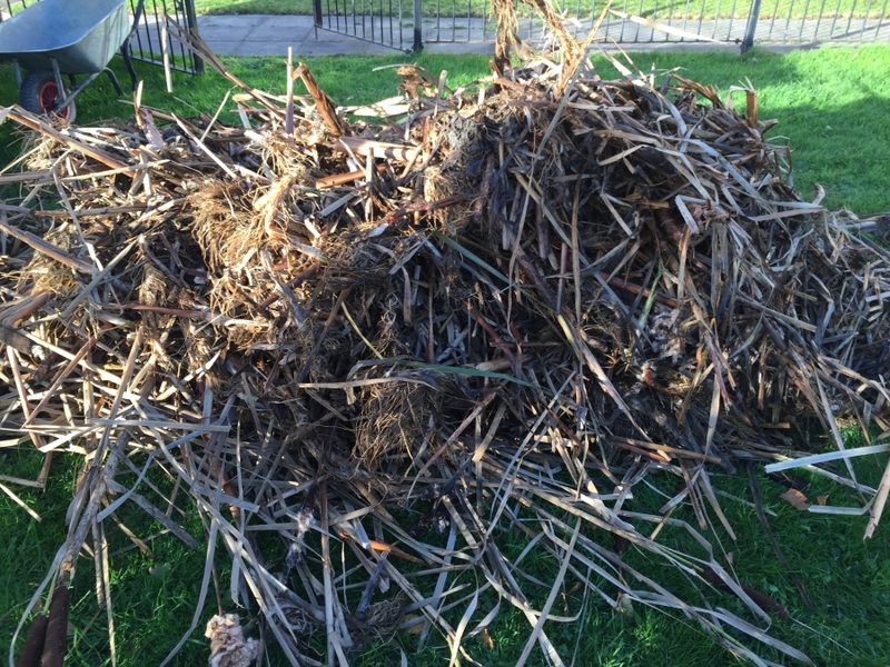 Reedbed removal, Hertfordshire