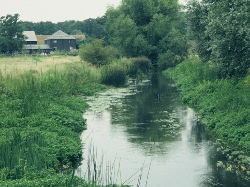 River Lea, Bayford, Hertfordshire planting
