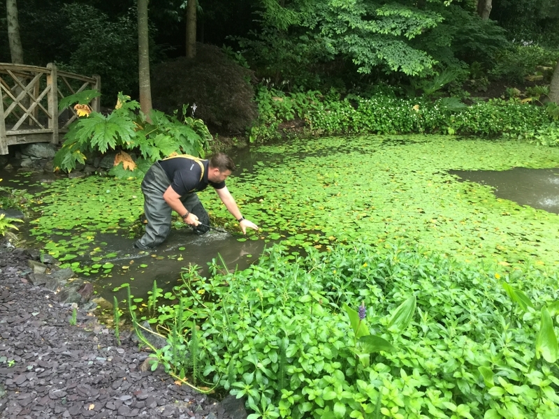 Cuffley, Hertfordshire weed removal