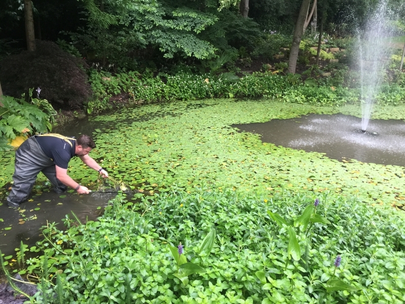 Cuffley, Hertfordshire weed removal