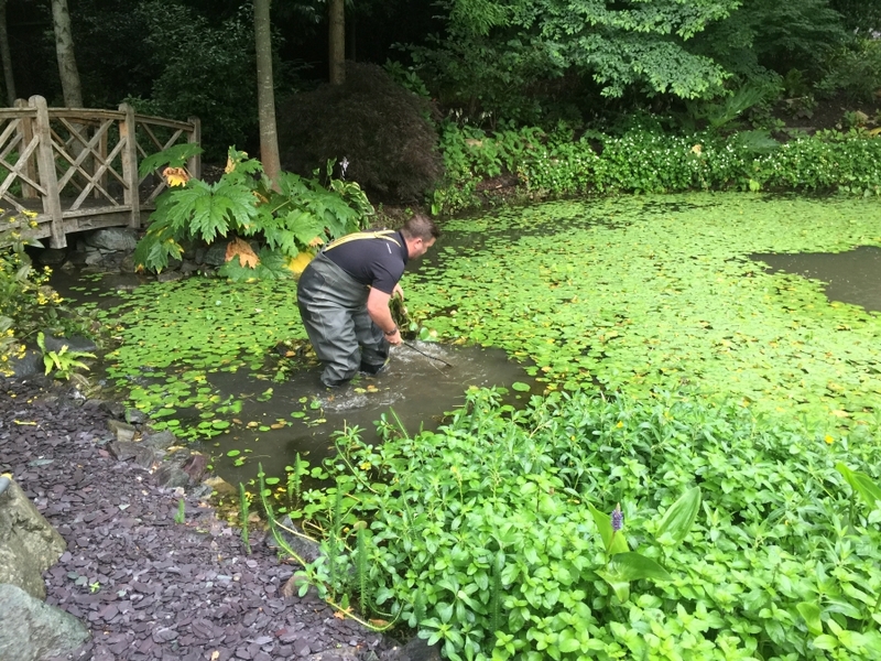 Cuffley, Hertfordshire weed removal