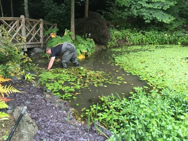 Cuffley, Hertfordshire weed removal