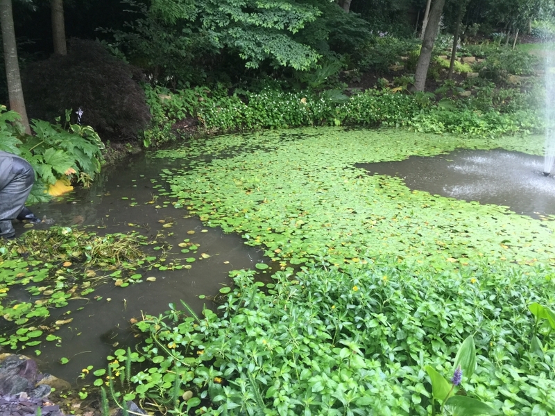 Cuffley, Hertfordshire weed removal