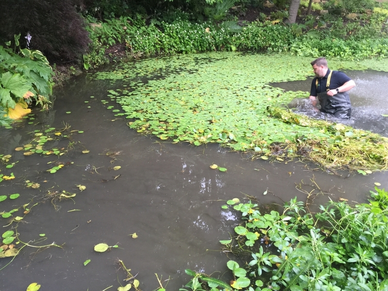 Cuffley, Hertfordshire weed removal