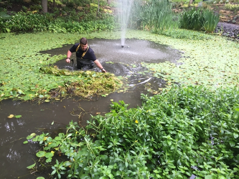 Cuffley, Hertfordshire weed removal