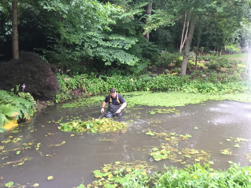 Cuffley, Hertfordshire weed removal