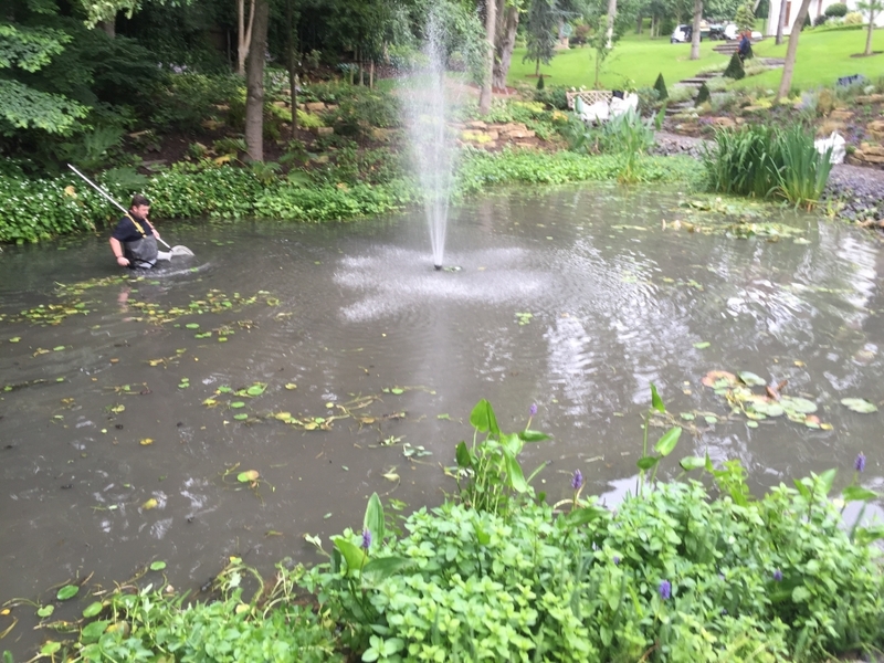 Cuffley, Hertfordshire weed removal