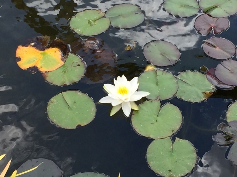 Communal Pond filter upgrade and aquatic vegetation installation Harrow, Middlesex