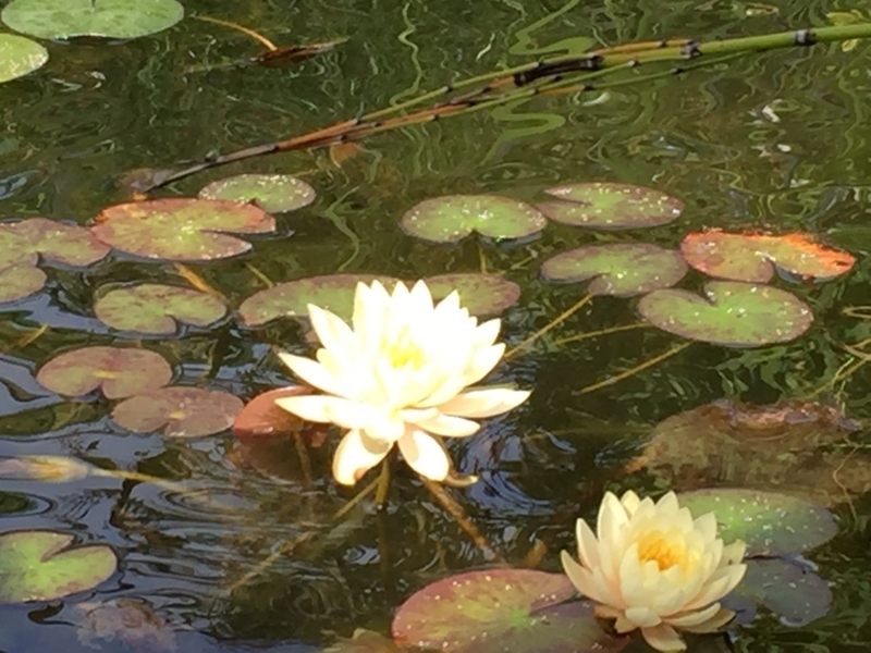 Communal Pond filter upgrade and aquatic vegetation installation Harrow, Middlesex