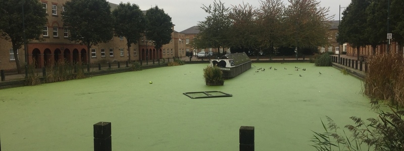 Duck weed removal Enfield, London