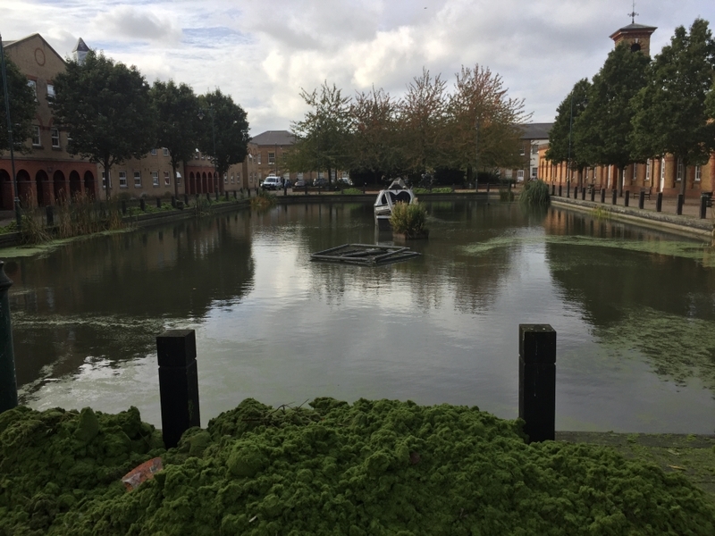 Duck weed removal Enfield, London