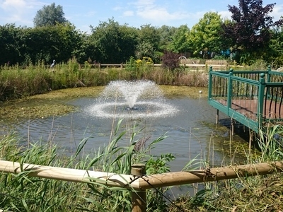 Over Cambridgeshire weed removal and fountain installation
