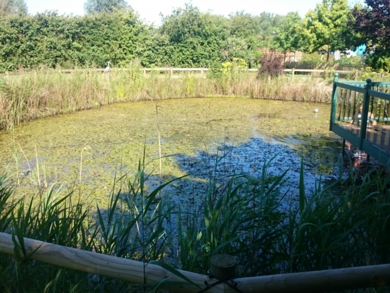 Over Cambridgeshire weed removal and fountain installation