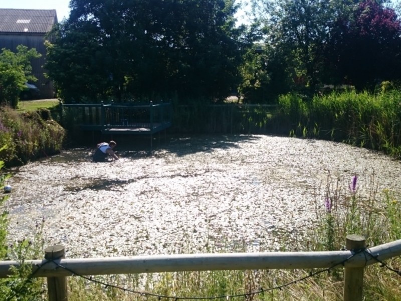 Over Cambridgeshire weed removal and fountain installation