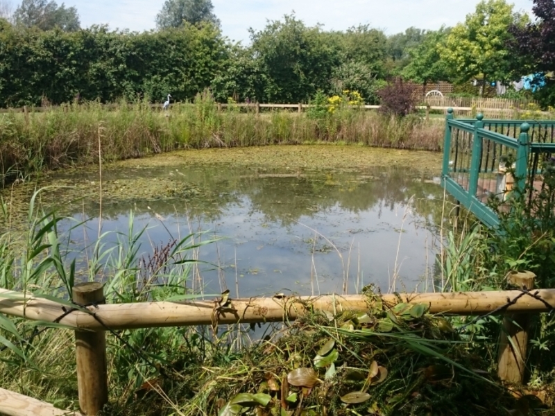 Over Cambridgeshire weed removal and fountain installation