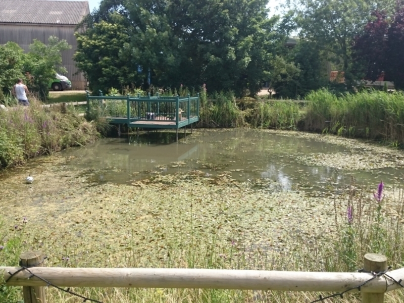 Over Cambridgeshire weed removal and fountain installation