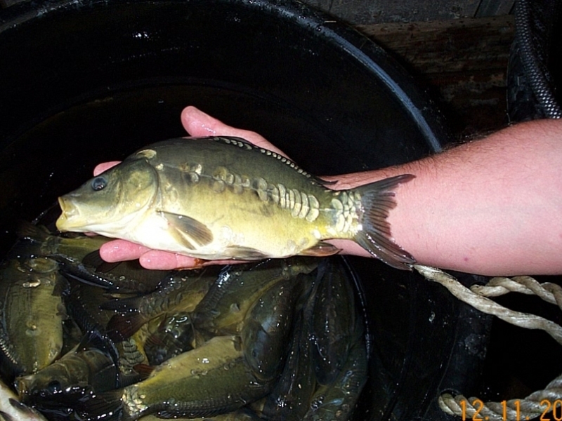 Hadley Wood Angling Club, London