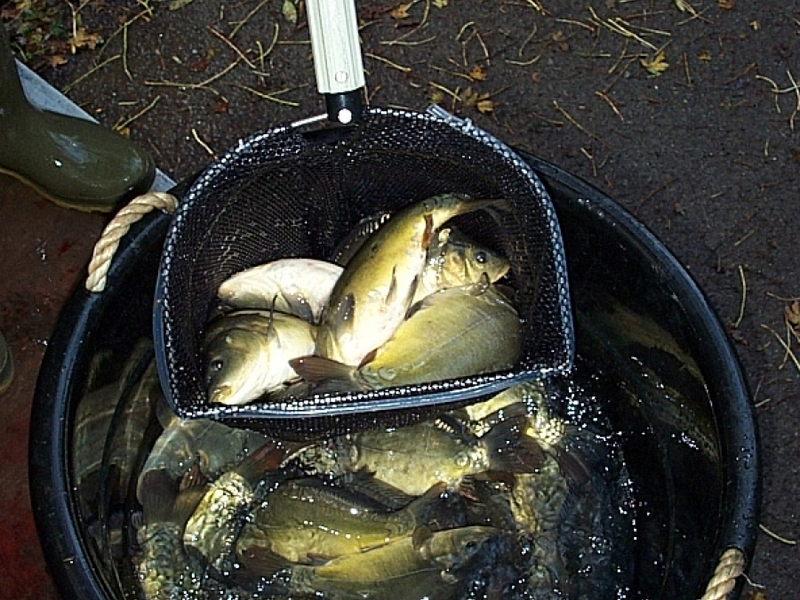 Hadley Wood Angling Club, London