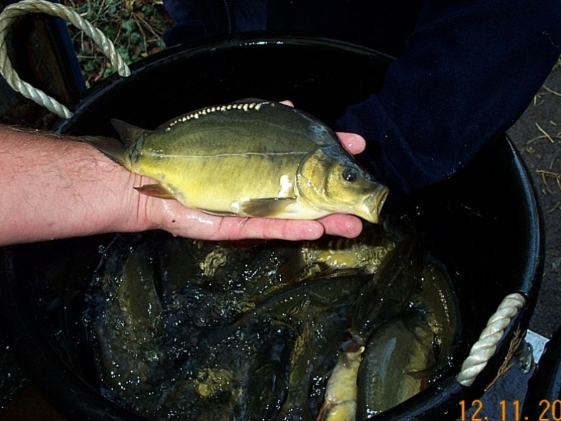 Hadley Wood Angling Club, London