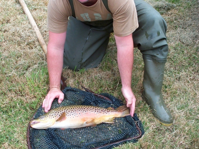 Amwell Magna fishery Hertfordshire fish transportation