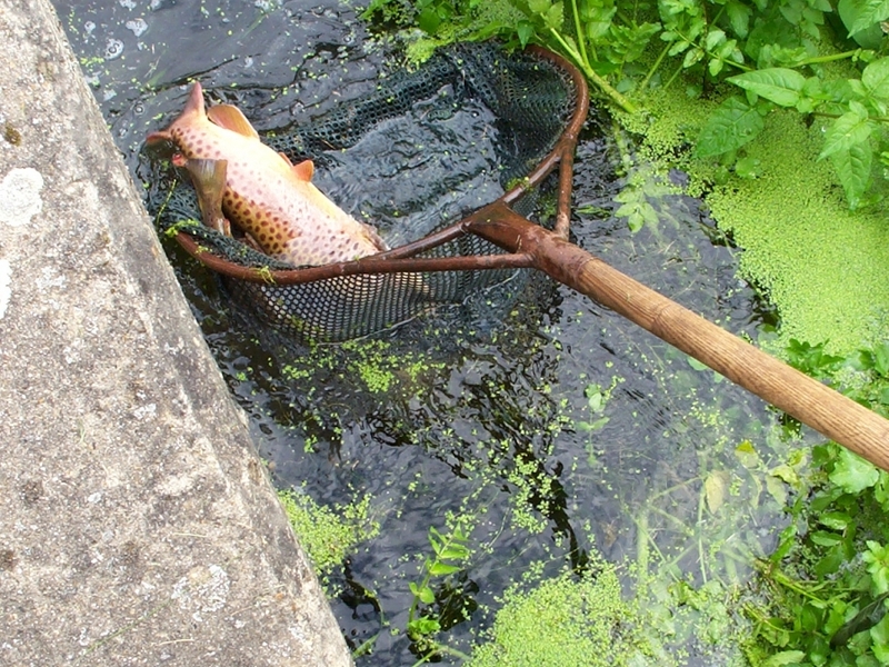 Amwell Magna fishery Hertfordshire fish transportation