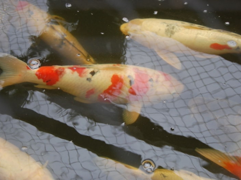 Sandy Wisbech, Cambridgeshire fish move