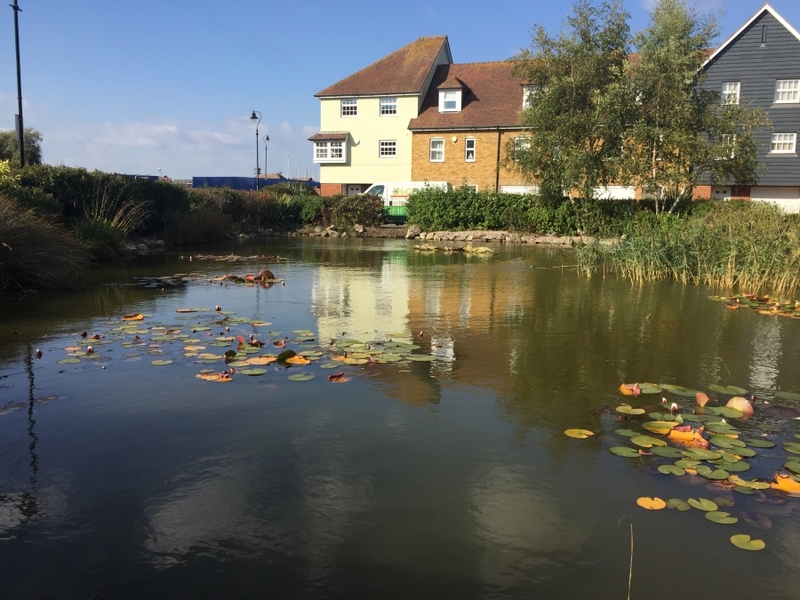 Residential Pond Maintenance, Sandwich, Kent