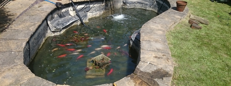 pond clean and filter replacement Chelmsford, Essex 