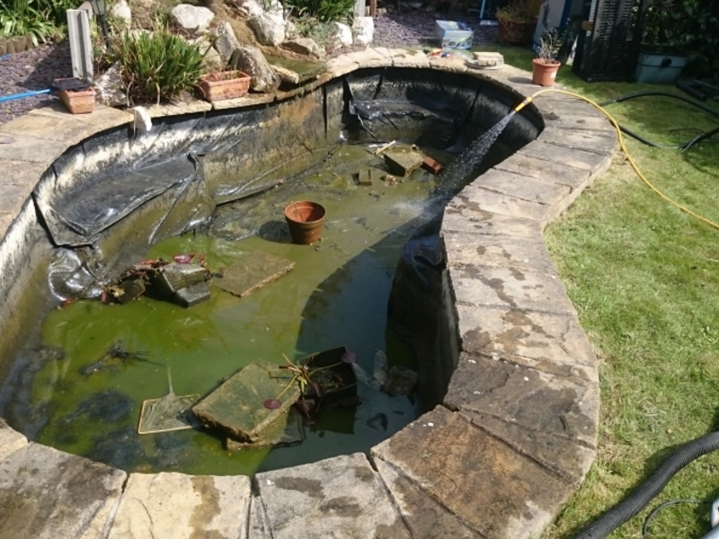 pond clean and filter replacement Chelmsford, Essex 