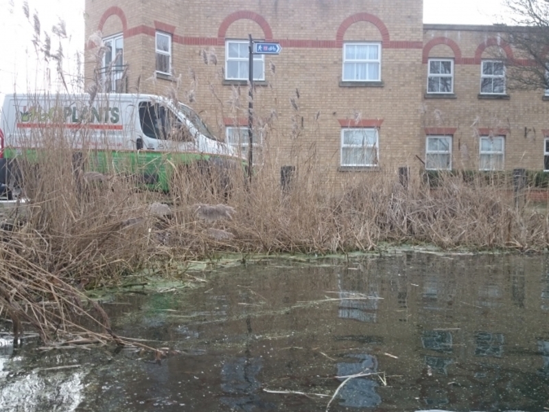 Enfield Island Village aquatic weed removal from canal and basin