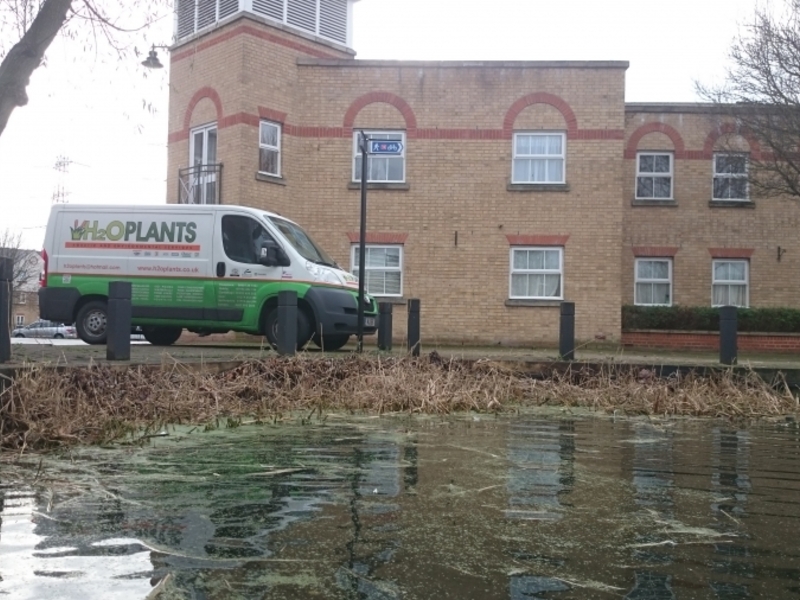 Enfield Island Village aquatic weed removal from canal and basin