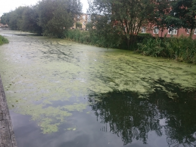 Enfield Island Village aquatic weed removal from canal and basin