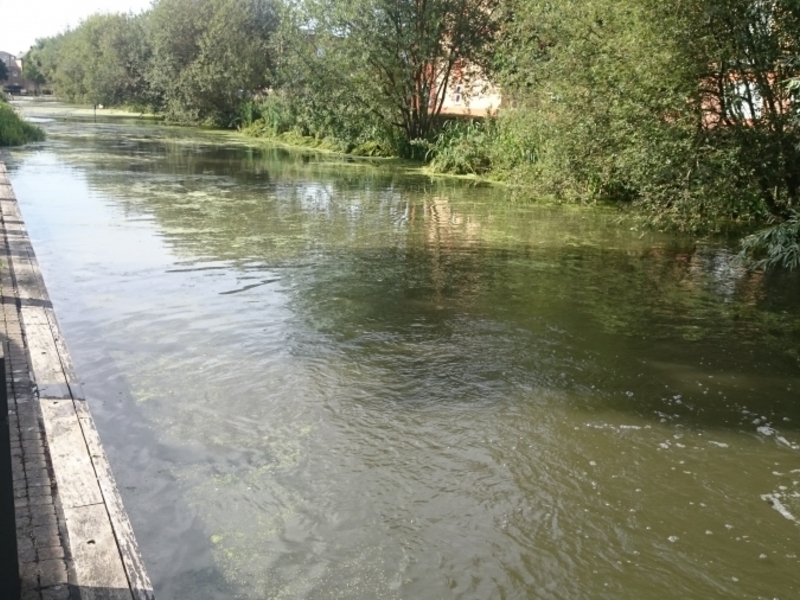 Enfield Island Village aquatic weed removal from canal and basin