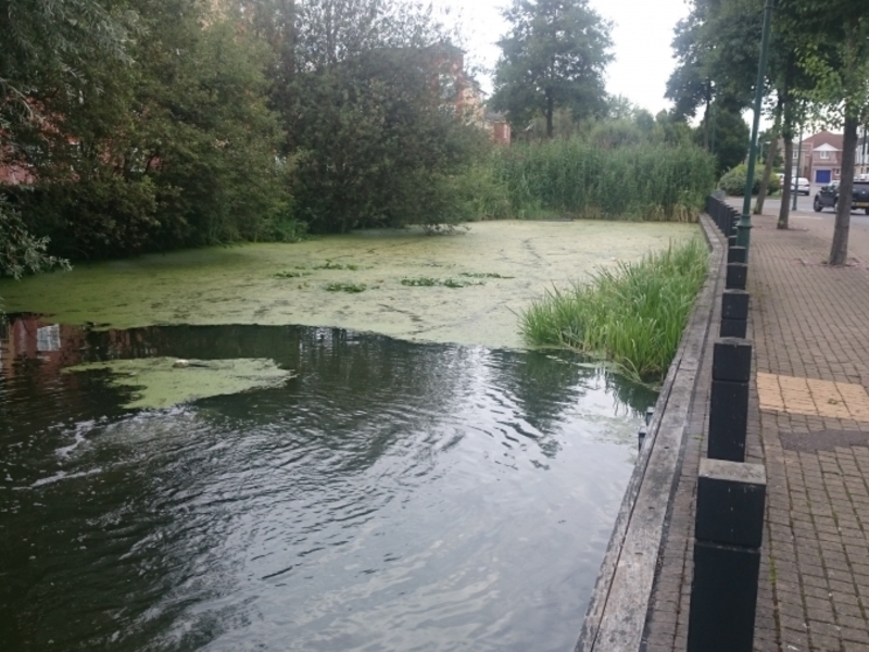 Enfield Island Village aquatic weed removal from canal and basin