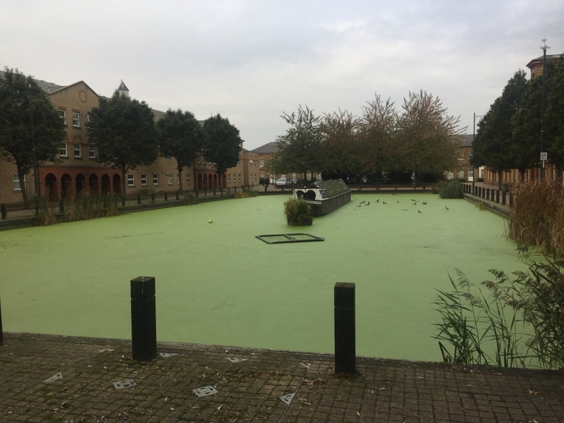 Enfield Island Village aquatic weed removal from canal and basin