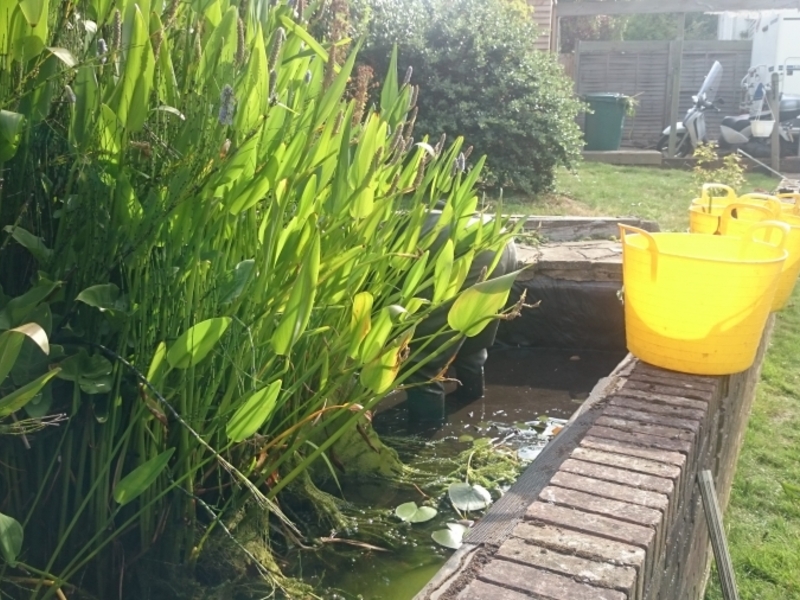 Garden pond cleaning in Hendon, London