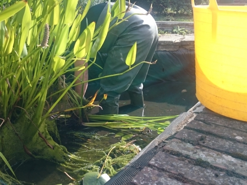 Garden pond cleaning in Hendon, London