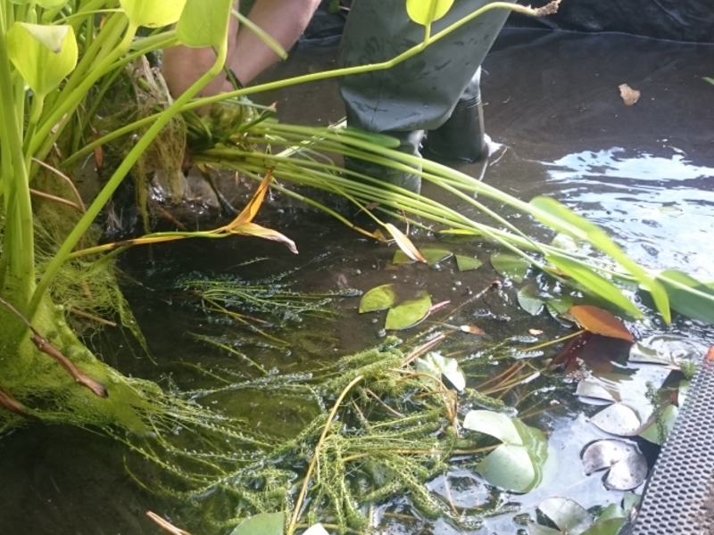 Garden pond cleaning in Hendon, London