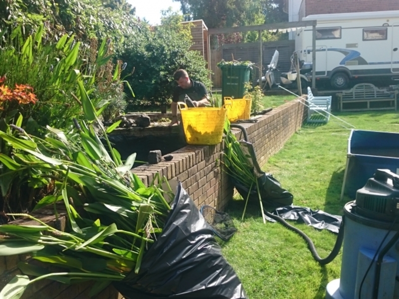 Garden pond cleaning in Hendon, London