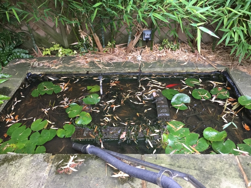 Canonbury Park, Islington, London pond clean